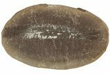 Fossil Fern (Pecopteris) Nodule Pos/Neg - Mazon Creek #184641-2